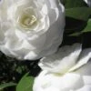 Alba Plena Camellia Japonica - 3 Gallon Pot -Plant Sale Shop Camellia Alba Plena 500x750 1