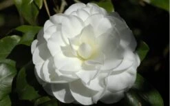 Alba Plena Camellia Japonica - 3 Gallon Pot -Plant Sale Shop Camellia Alba Plena Flower Closeup 2