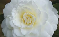 Alba Plena Camellia Japonica - 3 Gallon Pot -Plant Sale Shop Camellia Alba Plena Flower Closeup