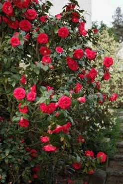 April Tryst Camellia Japonica - 7 Gallon Pot (3-4') -Plant Sale Shop Camellia April Tryst 2