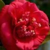 April Tryst Camellia Japonica - 7 Gallon Pot (3-4') -Plant Sale Shop Camellia April Tryst 3