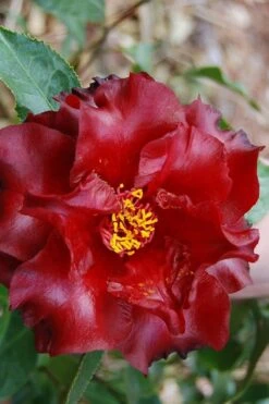 Black Magic Camellia Japonica - 3 Gallon Pot -Plant Sale Shop Camellia Black Magic 2