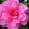 Chansonette Dwarf Weeping Camellia Sasanqua - 3 Gallon Pot -Plant Sale Shop Camellia Chansonette 1