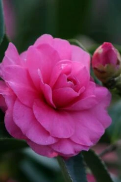 Chansonette Dwarf Weeping Camellia Sasanqua - 3 Gallon Pot 12 Chansonette Dwarf Weeping Camellia Sasanqua - 3 Gallon Pot -Plant Sale Shop Camellia Chansonette 2