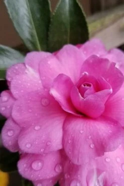 Chansonette Dwarf Weeping Camellia Sasanqua - 3 Gallon Pot 13 Chansonette Dwarf Weeping Camellia Sasanqua - 3 Gallon Pot -Plant Sale Shop Camellia Chansonette 4