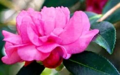 Chansonette Dwarf Weeping Camellia Sasanqua - 3 Gallon Pot 15 Chansonette Dwarf Weeping Camellia Sasanqua - 3 Gallon Pot -Plant Sale Shop Camellia Chansonette 5