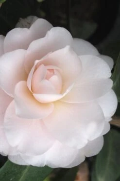 Plant Sale Shop 39 Goggy Camellia Japonica - 1 Gallon Pot