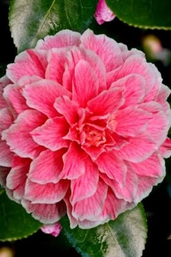 Brilliant Gem Fragrant Camellia Japonica - Herme - 3 Gallon Pot -Plant Sale Shop Camellia Hermes 6