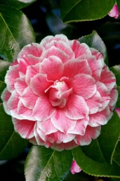 Brilliant Gem Fragrant Camellia Japonica - Herme - 3 Gallon Pot -Plant Sale Shop Camellia Herrmes 4