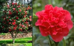 Kramers Supreme Red Double Camellia Japonica - 2 Gallon Pot -Plant Sale Shop Camellia Kramers Supreme 2