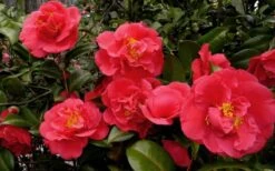 Kramers Supreme Red Double Camellia Japonica - 2 Gallon Pot -Plant Sale Shop Camellia Kramers Supreme 52
