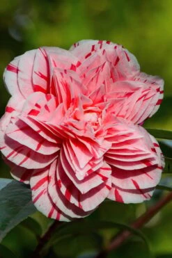 Les Marbury Camellia Japonica - 1 Gallon Pot -Plant Sale Shop Camellia Les Marbury 2