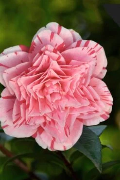Les Marbury Camellia Japonica - 1 Gallon Pot -Plant Sale Shop Camellia Les Marbury 3