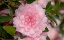 October Magic Pink Perplexion Camellia - 3 Gallon Pot -Plant Sale Shop Camellia October Magic Pink Perplexion