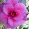 Purple Dawn Camellia Japonica - 3 Gallon Pot -Plant Sale Shop Camellia Purple Dawn 9