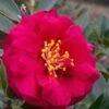Reverend Ida Red ShiShi Gashira Dwarf Camellia Sasanqua - 3 Gallon Pot -Plant Sale Shop Camellia Reverend Ida 1