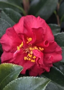Reverend Ida Red ShiShi Gashira Dwarf Camellia Sasanqua - 3 Gallon Pot 9 Reverend Ida Red ShiShi Gashira Dwarf Camellia Sasanqua - 3 Gallon Pot -Plant Sale Shop Camellia Reverend Ida 3