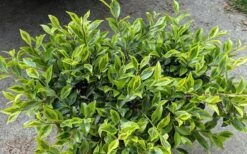 Royal Flush Shi Shi Variegated Camellia Sasanqua - 3 Gallon Pot -Plant Sale Shop Camellia Royal Flush Shi Shi 2