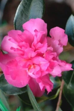 Sparkling Burgundy Camellia Sasanqua - 1 Gallon Pot -Plant Sale Shop Camellia Sparkling Burgundy 21