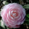 Winter's Rose Cold Hardy Dwarf Camellia - 2 Gallon Pot -Plant Sale Shop Camellia Winters Rose 4