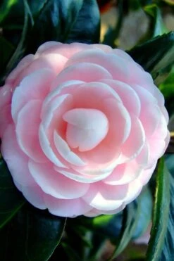 Winter's Rose Cold Hardy Dwarf Camellia - 2 Gallon Pot -Plant Sale Shop Camellia Winters Rose 6
