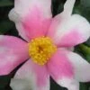 Yume Camellia Sasanqua - 3 Gallon Pot -Plant Sale Shop Camellia Yume 1