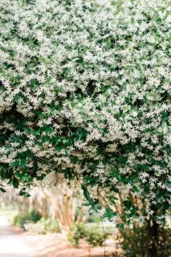 Madison Confederate Jasmine - 6 Pack Of 1 Gallon Pots -Plant Sale Shop Campsis Madame Galen 18