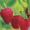 Caroline Raspberry - 6 Pack 1 Gallon Pots -Plant Sale Shop Caroline Raspberry 1