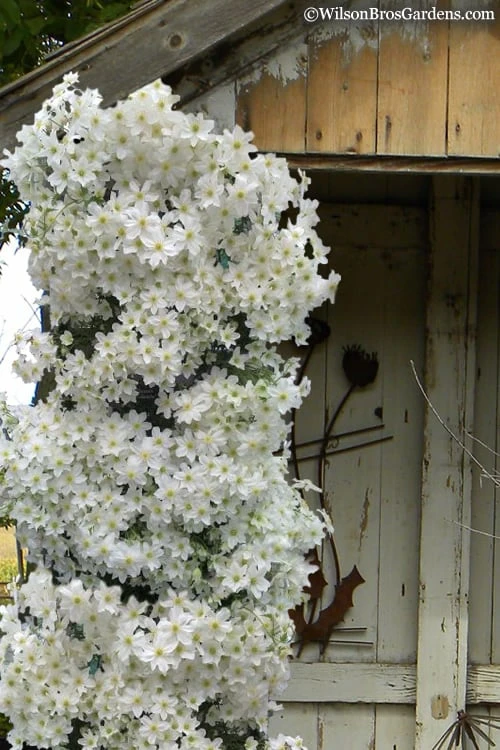 Avalanche Evergreen Clematis - 2 Gallon Pot 3 Avalanche Evergreen Clematis - 2 Gallon Pot