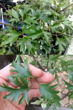 Avalanche Evergreen Clematis - 2 Gallon Pot 16 Avalanche Evergreen Clematis - 2 Gallon Pot -Plant Sale Shop Clematis Avalanche 15