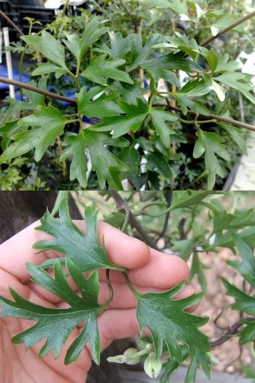 Avalanche Evergreen Clematis - 2 Gallon Pot 8 Avalanche Evergreen Clematis - 2 Gallon Pot - Image 6