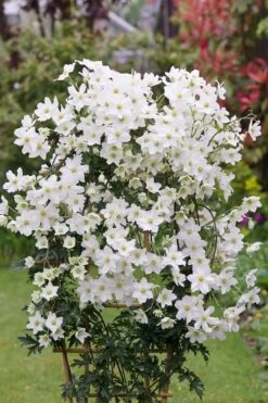 Avalanche Evergreen Clematis - 2 Gallon Pot 19 Avalanche Evergreen Clematis - 2 Gallon Pot -Plant Sale Shop Clematis Avalanche 5