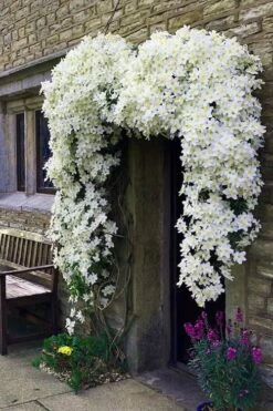 Avalanche Evergreen Clematis - 2 Gallon Pot 15 Avalanche Evergreen Clematis - 2 Gallon Pot -Plant Sale Shop Clematis Avalanche 7