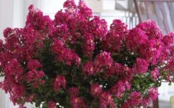 Berry Dazzle Dwarf Crape Myrtle (Single-Trunk Topiary) - 7 Gallon Pot -Plant Sale Shop Crape Myrtle Berry Dazzle 3