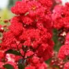 Ruffled Red Magic Crape Myrtle (Multi Trunk) - 7 Gallon Pot -Plant Sale Shop Crape Myrtle Ruffled Red Magic 500x750 1