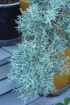 Blue Ice Arizona Cypress - 7 Gallon Pot (5-6') -Plant Sale Shop Cypress Blue Ice 10