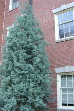 Blue Ice Arizona Cypress - 7 Gallon Pot (5-6') -Plant Sale Shop Cypress Blue Ice Rev 500x750 1