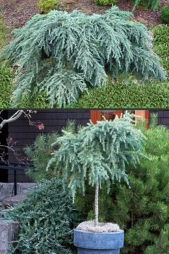 Feelin Blue Deodar Cedar (Single Trunk Tree Form) - 2 Gallon Pot -Plant Sale Shop Deodar Cedar Feelin Blue 500x750 1