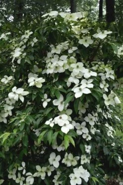Empress Of China Dogwood - 5 Gallon Pot -Plant Sale Shop Dogwood Empress Of China 35