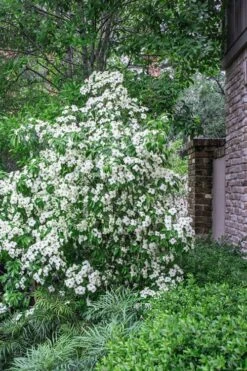 Empress Of China Dogwood - 5 Gallon Pot -Plant Sale Shop Dogwood Empress Of China 500x750 1