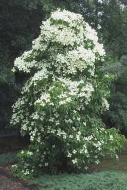 Empress Of China Dogwood - 5 Gallon Pot -Plant Sale Shop Dogwood Empress Of China 51