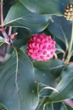 Empress Of China Dogwood - 5 Gallon Pot -Plant Sale Shop Dogwood Empress of China 31