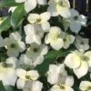 Empress Of China Dogwood - 5 Gallon Pot -Plant Sale Shop Dogwood Empress of China 33