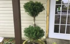 Poodle Tier Dwarf Alberta Spruce 3 Ball Topiary (3-Ball) - 3 Gallon Pot -Plant Sale Shop Dwarf Alberta Spruce Poodle Tier