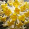Winter Gold Edgeworthia Chrysantha - Paper Bush - 3 Gallon Pot -Plant Sale Shop Edgeworthia BS