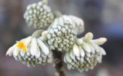Winter Gold Edgeworthia Chrysantha - Paper Bush - 3 Gallon Pot -Plant Sale Shop Edgeworthia Flower Buds