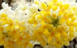 Winter Gold Edgeworthia Chrysantha - Paper Bush - 3 Gallon Pot -Plant Sale Shop Edgeworthia Flower Closeup