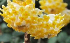 Winter Gold Edgeworthia Chrysantha - Paper Bush - 3 Gallon Pot -Plant Sale Shop Edgeworthia Paper Bush
