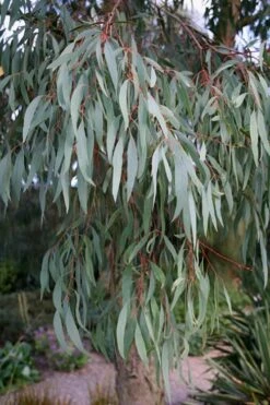 Angus Cold Hardy Eucalyptus Tree (Eucalyptus Nicholii) - 3 Gallon Pot -Plant Sale Shop Eucalyptus Angus 15 2