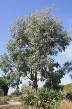 Angus Cold Hardy Eucalyptus Tree (Eucalyptus Nicholii) - 1 Gallon Pot -Plant Sale Shop Eucalyptus Angus 16 1